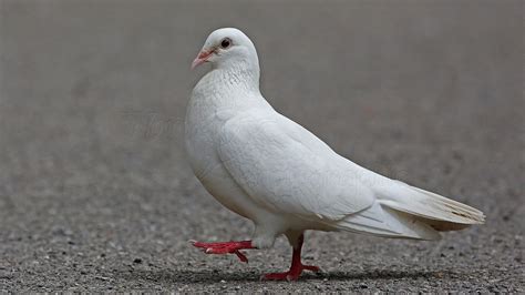 White Pigeon Wallpaper