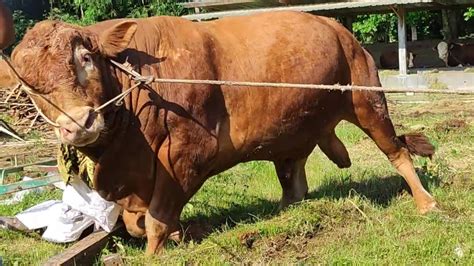 KUMPULAN SAPI MONSTER KELUAR KANDANG AKBAR FARM YouTube