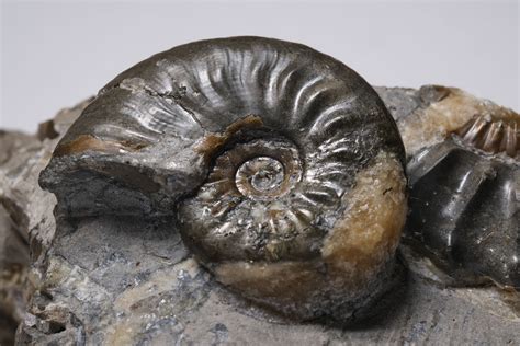 Rare Double Ammonite Fossil Yorkshire Coast Rocks Geodes Home