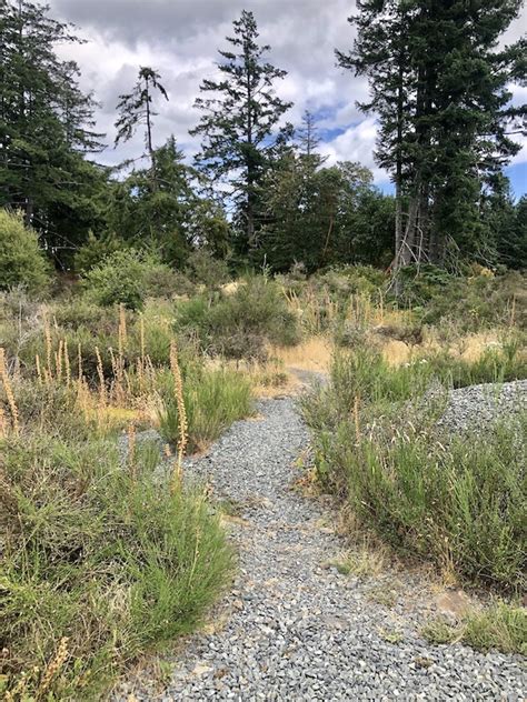 Bears Back Access Mountain Biking Trail Langford