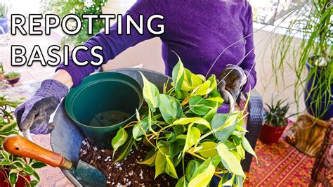 Repotting Plants A Guide For Beginners Joyusgarden Youtube