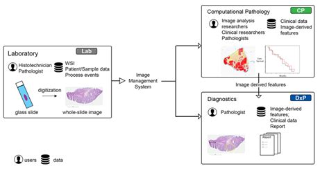 3 Overview Of Three Main Areas Where Digital Pathology Technologies