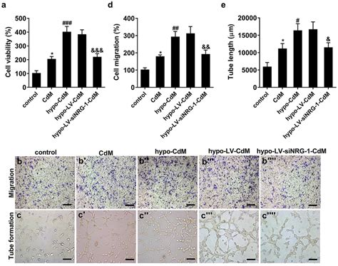 Hypoxia Pretreatment Of Bm Mscs Induces The Proliferation And Migration