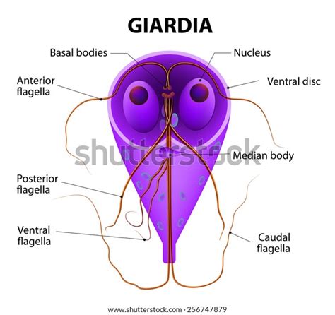 Giardia Lamblia Anaerobic Flagellated Protozoan Parasites ilustrações