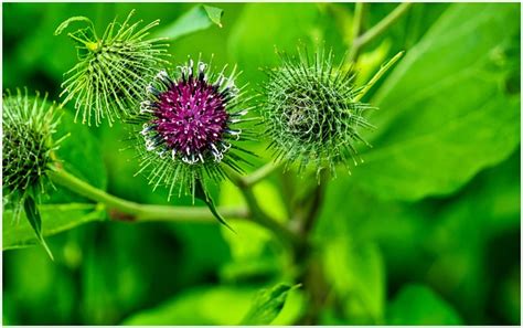 Cardo Picadura Espinoso Flor De Foto Gratis En Pixabay Pixabay