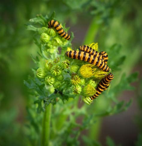 Cinnabar Moth Caterpillars Photo And Image Nature Animals Wildlife