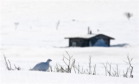 Willow grouse and hunter's cabin - Avian Critiques - Nature ...