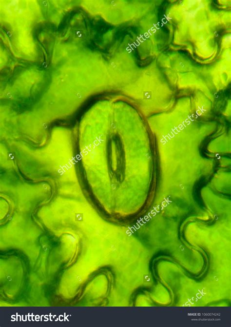 371 Stomata Under Microscope Images, Stock Photos & Vectors | Shutterstock