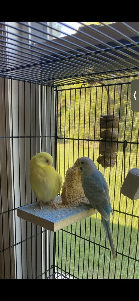 Just a couple of cuties eating their toast 🥰 : r/budgies