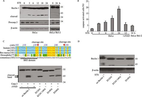 Beclin 1 Is Cleaved At Two Distinct Sites By Caspase 3 A Western