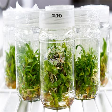 Tissue Culture Orchid Plant Manufacturer Tissue Culture Orchid Plant