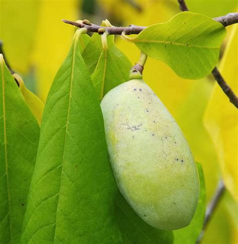 The Pawpaw Puzzle What Does A Pawpaw Taste Like Foraged Foraged