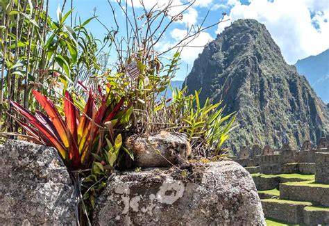 Todas Las Plantas Y Flores Que Podr S Ver En Machu Picchu