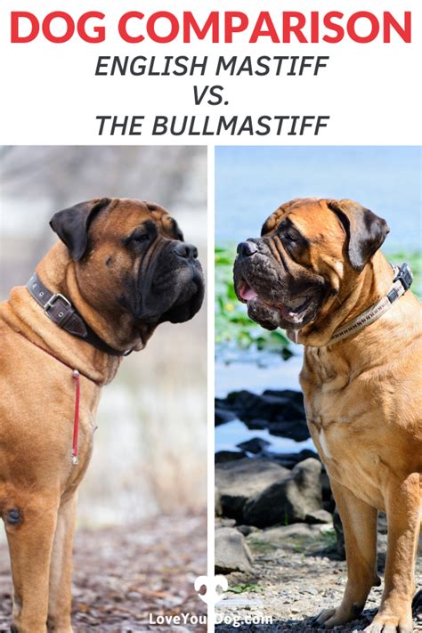 The English Mastiff Vs The Bullmastiff How Are They Different