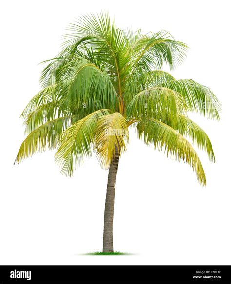 Coconut Tree Isolated On White Background Stock Photo Alamy