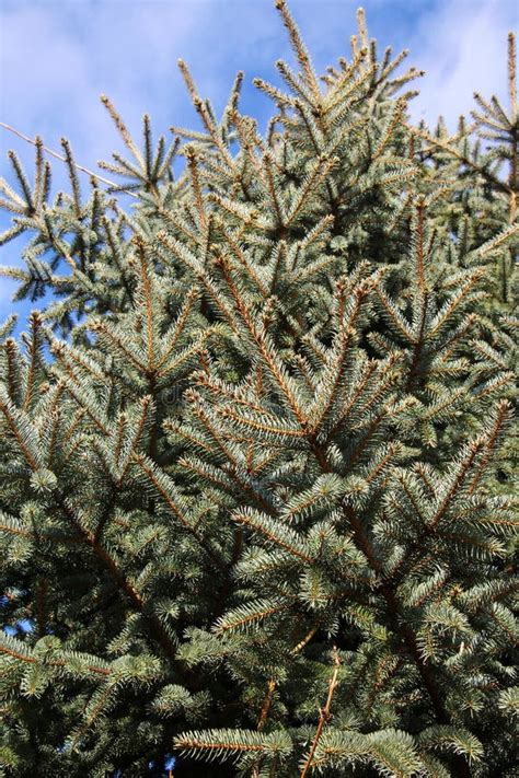 Branches Spruce Prickly Blue Picea Pungens Engelm Which Grows In