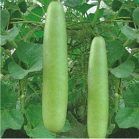 15 Lauki Seeds Doodhi Kaddu Long Bottle Gourd Etsy