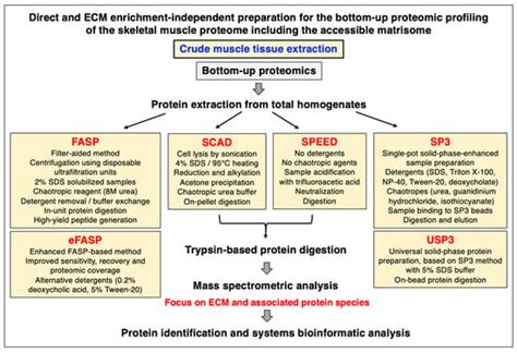 Biomolecules Free Full Text Extracellular Matrix Proteomics The