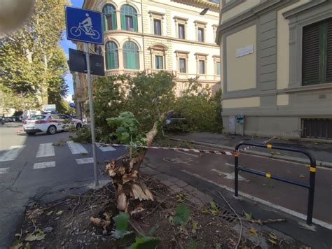 Firenze Fortissime Raffiche Di Vento Albero Si Abbatte Su Un Auto