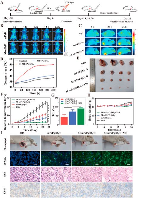 In Vivo Evaluation Of The Tumor Suppressive Effect Of The Fabricated