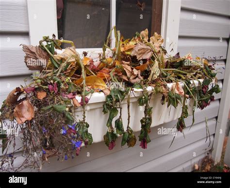 Dead plants hi-res stock photography and images - Alamy