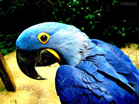 Arara Azul Grande Passaros