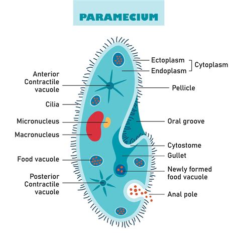 The Structure Of Paramecium Caudatum 46292843 Vector Art at Vecteezy