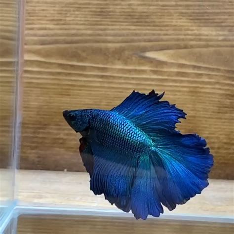 48 Ide DOUBLE TAIL BETTA FISH TYPE Ikan Cupang Ikan Ikan Akuarium