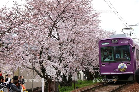 京都嵐山の嵐電桜トンネル 写真素材 4484793 フォトライブラリー Photolibrary