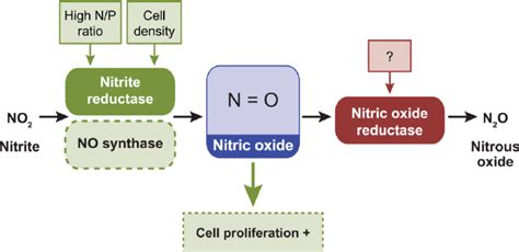 External Factors Controlling Intracellular Levels Of Nitric Oxide No