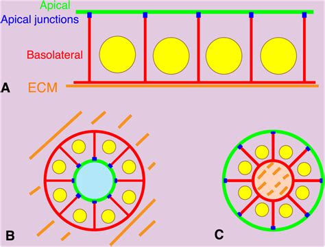 Apical Basal Polarities Of Epithelial Cells In 2 D Or 3 D Culture A Download Scientific