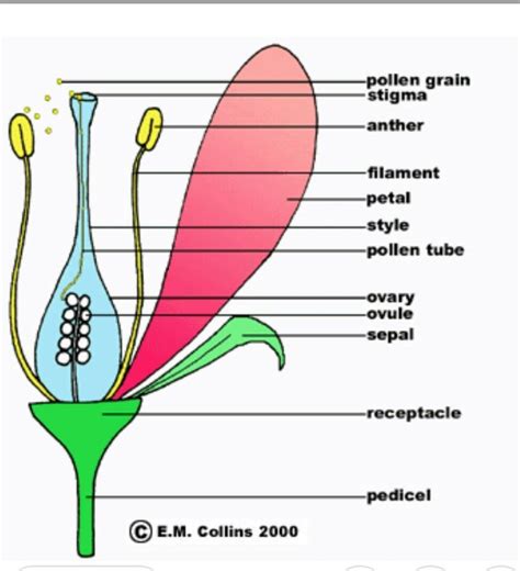 Draw A Labelled Diagram Of A Bisexual Flower Brainly In