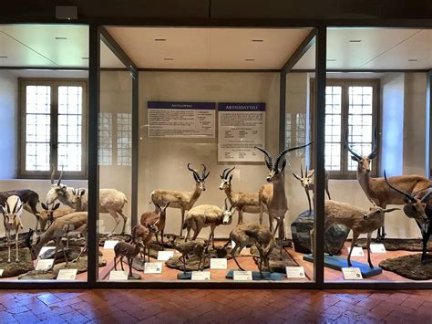 Il Museo Di Storia Naturale Dell Universit Di Pisa