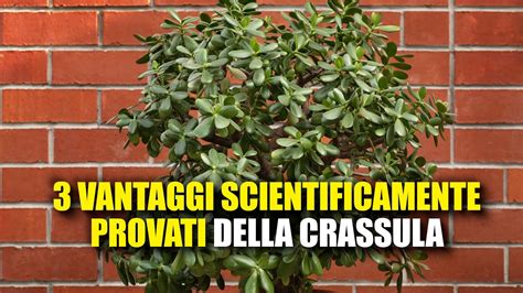 Questi Sono I 3 Vantaggi Scientificamente Provati Di Avere Un Albero Di