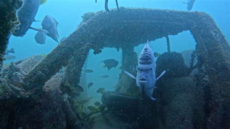 In Pics World Cup Fans Explore Qatar S Artificial Reefs