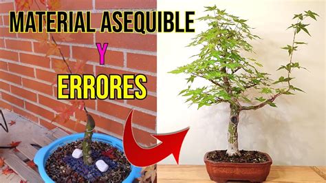 NO COMETAS ESTOS ERRORES AL HACER UN BONSAI YouTube