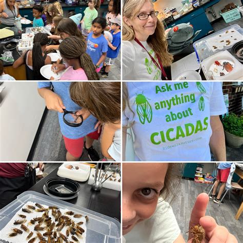 Cicada update: babies – SIDEWALK NATURE