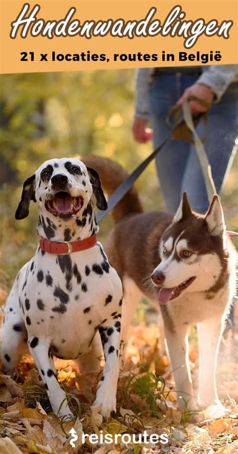 Mooiste Hondenwandelingen In Belgi Op Stap Met Je Hond Tips