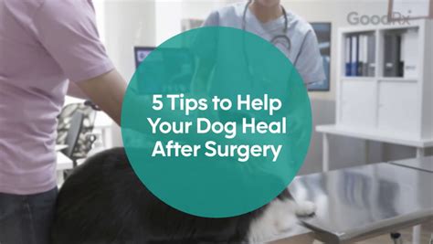 5 Tips to Help Your Dog Through Their Recovery After Surgery – GoodRx ...