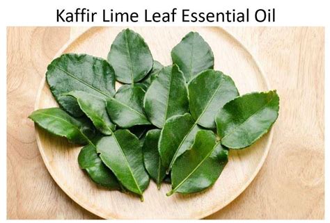 Kaffir Lime Leaf Essential Oil 10ml