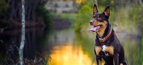 Australian Kelpie Adoption: Australian Kelpie Puppies For Sale and ...