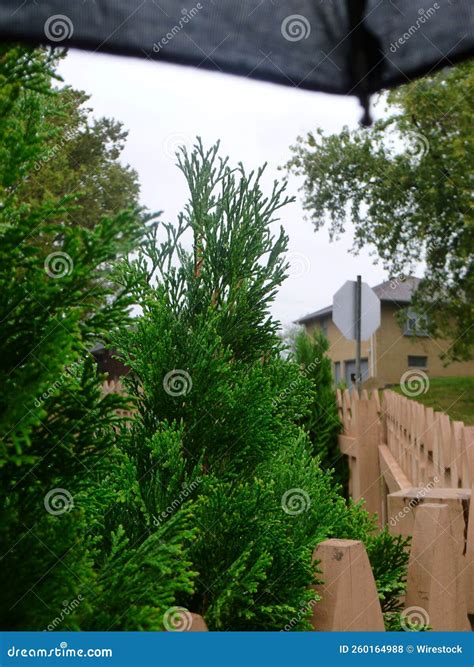 Toma Vertical De Hojas Frescas De La Planta De Thuja Verde Foto De