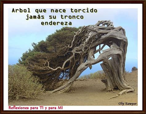 Reflexiones Para Ti Y Para M Arbol Que Nace Torcido