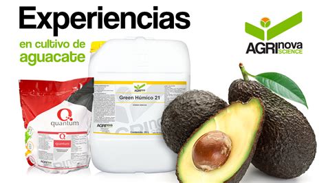 Cultivo De Aguacate Agri Nova Science