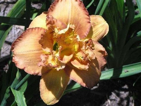 Daylily Hemerocallis Woods Truffle In The Daylilies Database