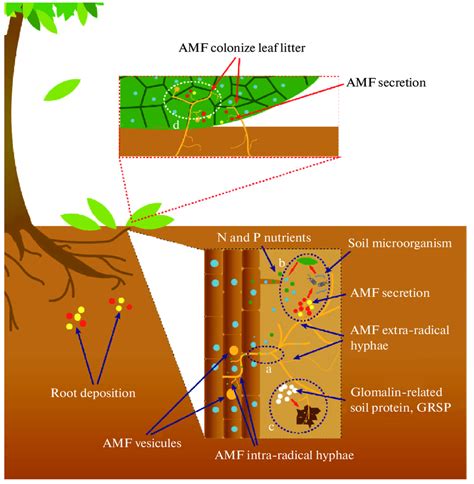 The Potential Pathways Of Amf Effect On Litter Decomposition A Amf