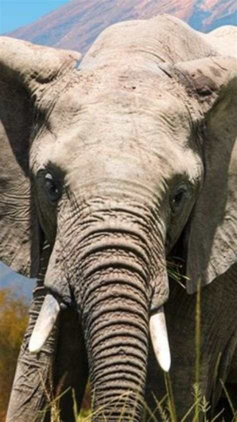 nueva york abre las puertas al mundo secreto de los elefantes bluradio