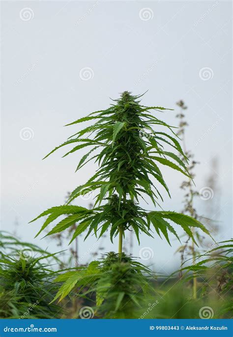 Os Cannabis Plantam O Crescimento No Campo Imagem De Stock Imagem De