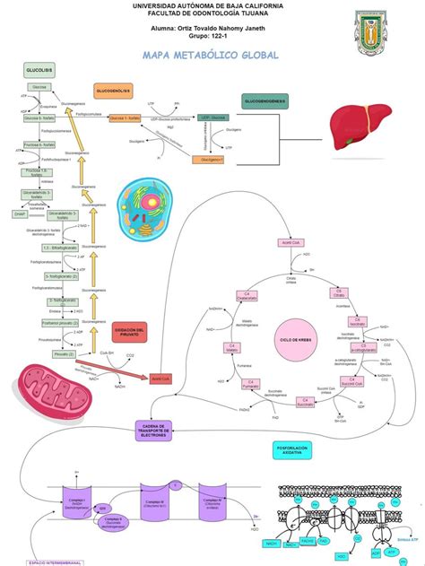 Mapa metabólico global Bioquímica Enseñanza de química Rutas