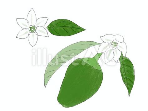 ピーマンと花イラスト - No: 2593670｜無料イラスト・フリー素材なら「イラストAC」